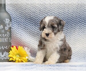 Aussiedoodle-Poodle (Miniature) Mix Puppy for sale in FREDERICKSBG, OH, USA