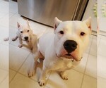 Small Photo #30 Dogo Argentino Puppy For Sale in PINEVILLE, MO, USA