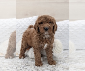 Goldendoodle Puppy for sale in NORTH LAWRENCE, OH, USA