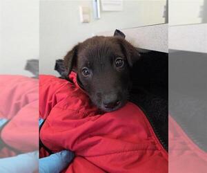 Labrador Retriever-Unknown Mix Dogs for adoption in San Antonio, TX, USA