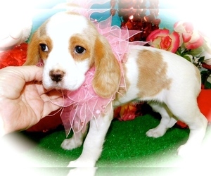 Beaglier Puppy for sale in HAMMOND, IN, USA