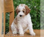 Small #3 Goldendoodle (Miniature)