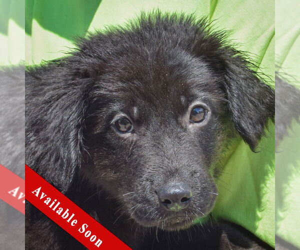 Medium Photo #1 German Shepherd Dog-Unknown Mix Puppy For Sale in Huntley, IL, USA