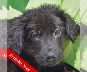 German Shepherd Dog-Unknown Mix Dogs for adoption in Huntley, IL, USA