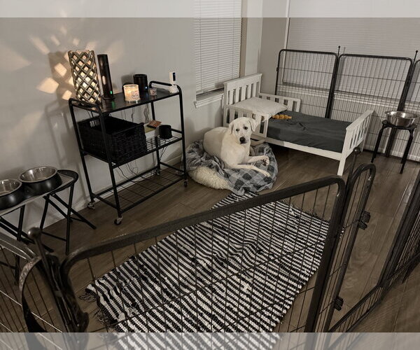 Medium Photo #13 Great Pyrenees-Unknown Mix Puppy For Sale in Houston, TX, USA