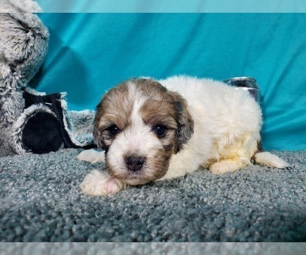 Medium Photo #1 Poodle (Toy) Puppy For Sale in COLORADO SPRINGS, CO, USA