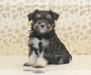 Schnauzer (Miniature) Puppy for sale in DENVER, PA, USA
