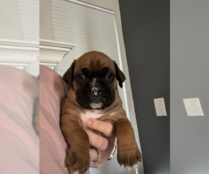 Boxer Puppy for sale in ALTOONA, IA, USA