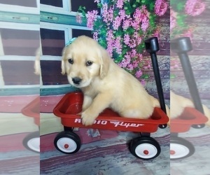 Golden Retriever Puppy for sale in GOSHEN, IN, USA