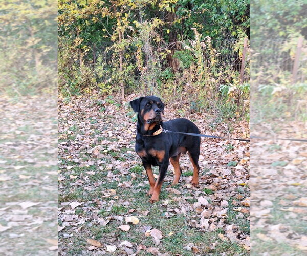 Medium Photo #6 Rottweiler Puppy For Sale in Brooklyn Center, MN, USA