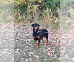 Small #5 Rottweiler