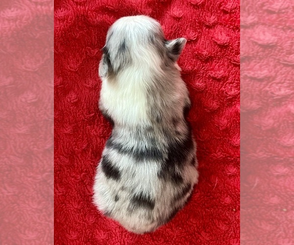 Medium Photo #2 Australian Shepherd Puppy For Sale in LODA, IL, USA