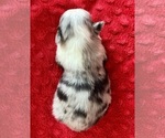 Small #1 Australian Shepherd