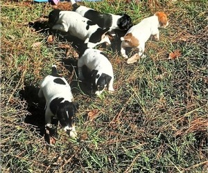 Jack Russell Terrier Puppy for sale in JASPER, FL, USA
