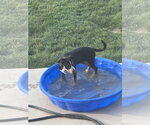 Small #6 Australian Shepherd-Catahoula Leopard Dog Mix