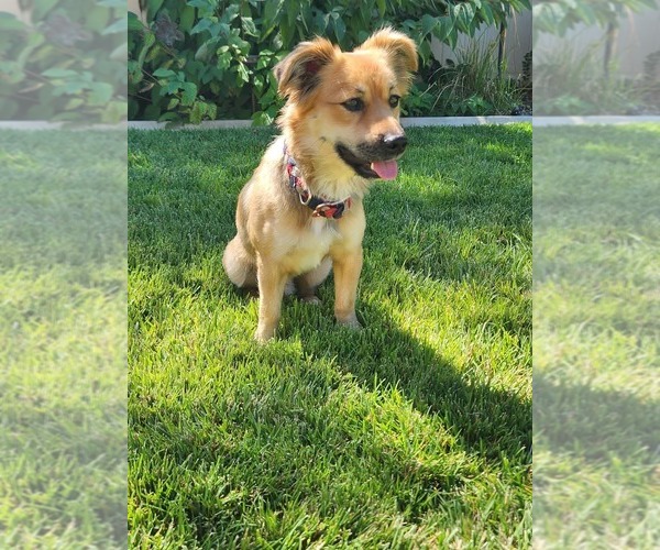 Medium Photo #3 Chihuahua-Unknown Mix Puppy For Sale in San Bernardino , CA, USA