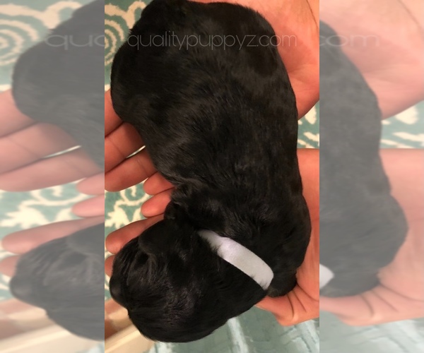 Medium Photo #7 Springerdoodle Puppy For Sale in ANZA, CA, USA
