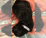Small Photo #7 Springerdoodle Puppy For Sale in ANZA, CA, USA