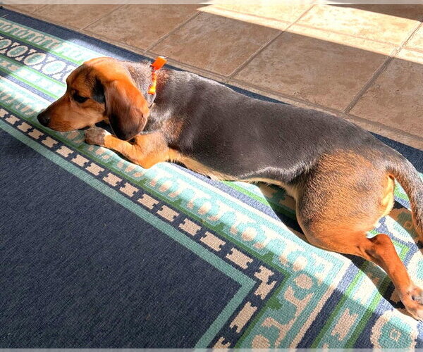 Medium Photo #5 Beagle Puppy For Sale in Dunnellon, FL, USA