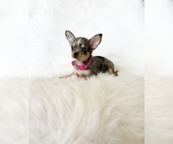 Medium Photo #2 Chihuahua Puppy For Sale in SACRAMENTO, CA, USA
