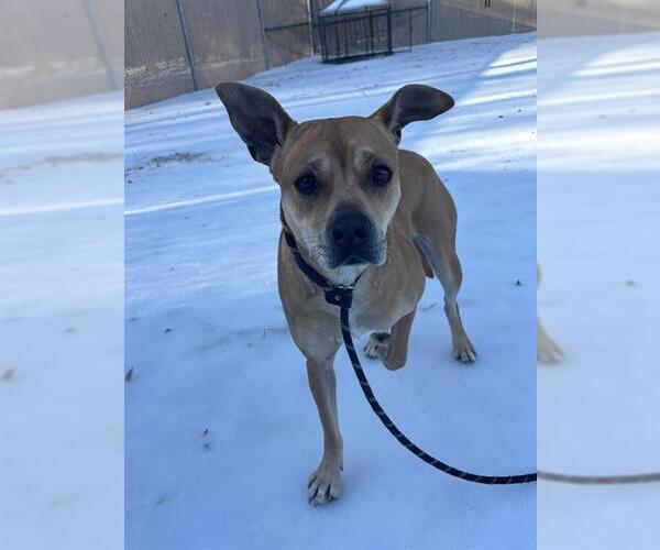 Medium Photo #1 Mutt Puppy For Sale in Palmetto, FL, USA