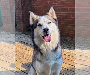 Siberian Husky Dogs for adoption in Matawan, NJ, USA