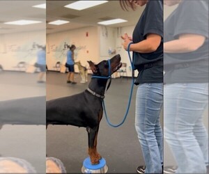 Mother of the Doberman Pinscher puppies born on 10/23/2025