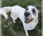 Small #3 Great Pyrenees