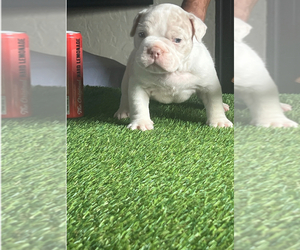 American Bully Puppy for sale in CITRUS HILLS, FL, USA
