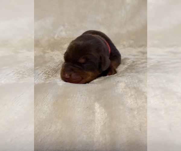 Medium Photo #1 Doberman Pinscher Puppy For Sale in LAFAYETTE, TN, USA