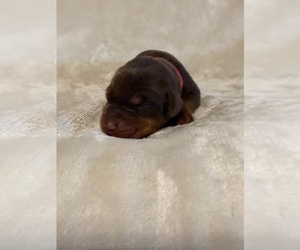 Doberman Pinscher Puppy for sale in LAFAYETTE, TN, USA