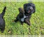 Small Photo #1 Poodle (Standard)-Wirehaired Pointing Griffon Mix Puppy For Sale in CANYON LAKE, TX, USA