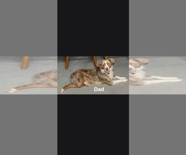 Medium Photo #1 Miniature Australian Shepherd Puppy For Sale in WADESBORO, NC, USA