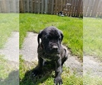 Small Photo #22 Mastiff Puppy For Sale in FULTON, NY, USA