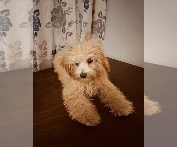 Medium Photo #8 Cavapoo Puppy For Sale in DURHAM, CT, USA