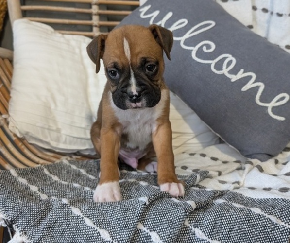 Medium Photo #12 Boxer Puppy For Sale in GOSHEN, IN, USA