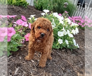 Poodle (Miniature) Puppy for sale in FREDERICKSBURG, OH, USA
