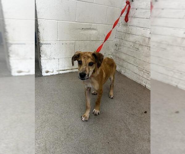 Medium Photo #1 Mutt Puppy For Sale in San Bernardino, CA, USA