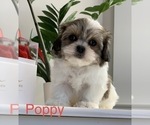 Puppy Poppy Mal-Shi