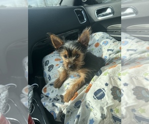 Yorkshire Terrier Puppy for sale in ROCKY MOUNT, NC, USA