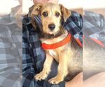 Small Photo #3 Mutt Puppy For Sale in Carrollton, TX, USA