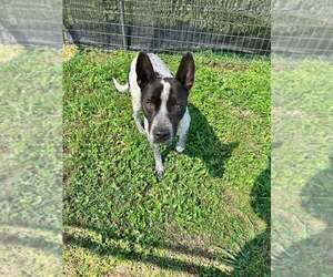 Mutt Dogs for adoption in Abbeville, LA, USA