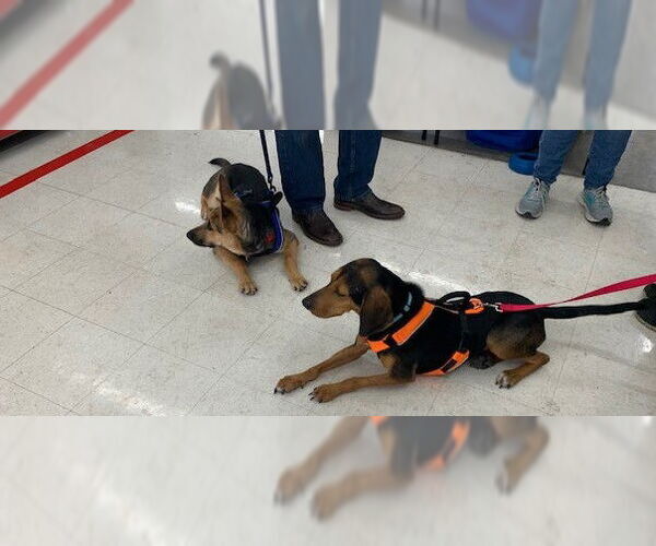 Medium Photo #7 Black and Tan Coonhound Puppy For Sale in Westminster, MD, USA