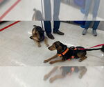 Small #6 Black and Tan Coonhound