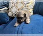 Small Photo #14 Shih Tzu Puppy For Sale in HAYWARD, CA, USA