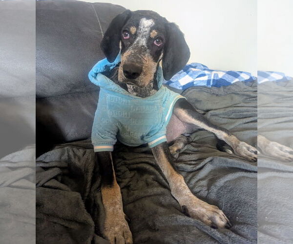 Medium Photo #12 Bluetick Coonhound-Unknown Mix Puppy For Sale in Princeton, MN, USA