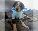 Small #11 Bluetick Coonhound Mix