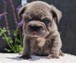 Small Photo #22 French Bulldog Puppy For Sale in GOSHEN, IN, USA