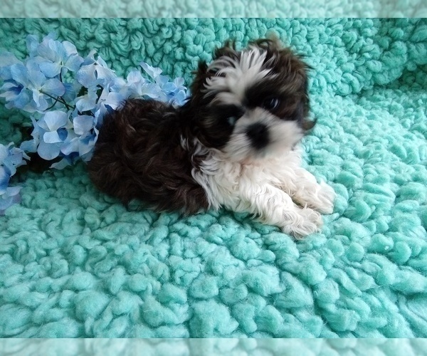 Medium Photo #2 Shih Tzu Puppy For Sale in LAUREL, MS, USA