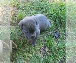 Small #8 Cane Corso